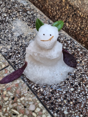 cat on the snow