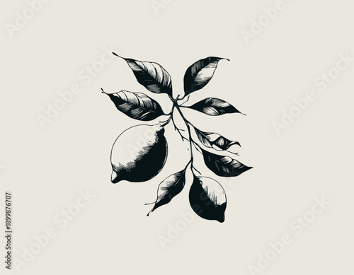 lemon illustration shows fresh citrus fruits growing on leafy branch
