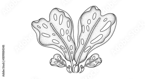 Intricate dotwork illustration of a Monstera adansonii plant, showcasing its unique fenestrated leaves in a stippled style.