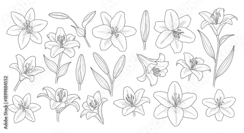 Large collection of hand-drawn lily flowers and leaves in a delicate dashed line style, perfect for botanical designs and patterns.