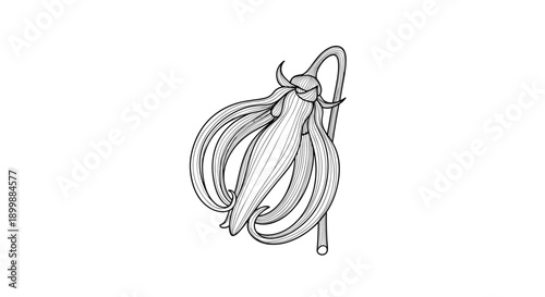 Hand-drawn vintage illustration of a single ylang-ylang flower hanging from its stem, rendered in a detailed engraving style.