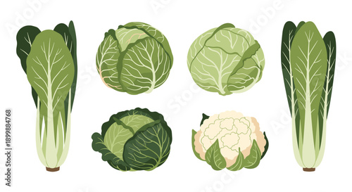 Set of fresh green and white cabbage illustrations, including napa, savoy, and cauliflower, in a detailed, textured style.