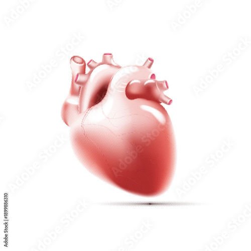 Human heart isolated on white background. Cardiology, anatomy concept. Vector cartoon design