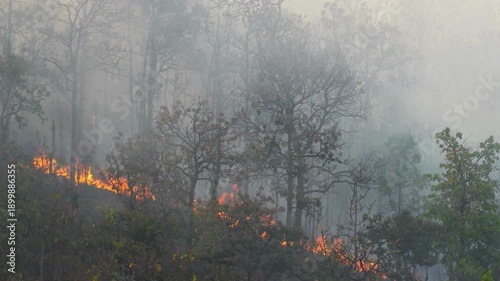 Wildfire rages across mountain forest and expensive trees with intense flames and billowing smoke 