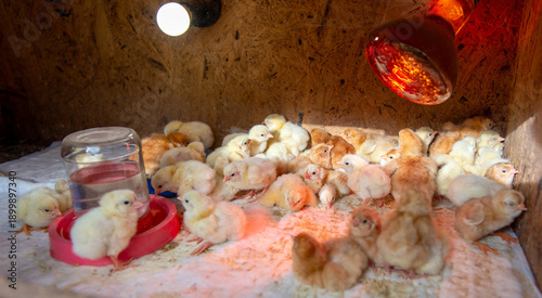 Newborn chicks resting under heat lamp in small poultry brooder