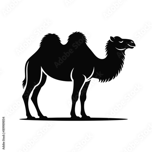 A striking black silhouette of a dromedary camel standing in profile
