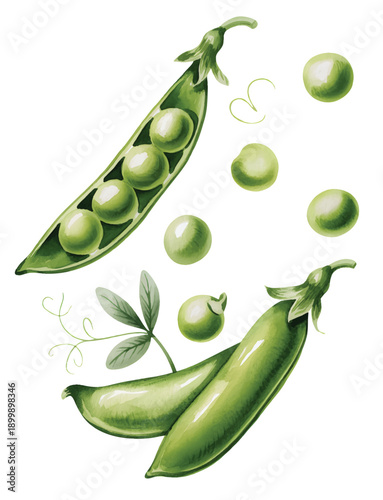 Sweet green peas with foliage in gentle hand-drawn watercolor.