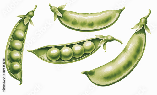 Garden pea collection with pods and leaves in natural watercolor tones.