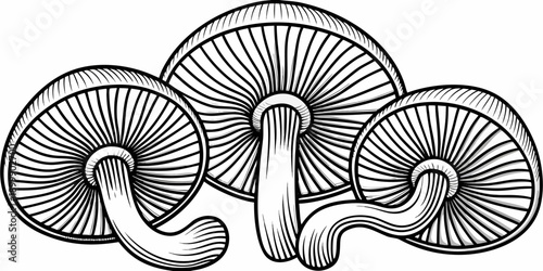 Detailed engraving of three clustered mushrooms with intricate gill patterns