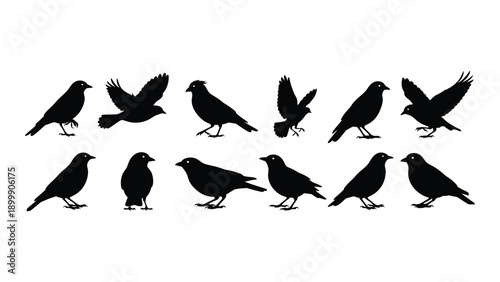 A diverse collection of black silhouettes of birds in various poses and positions Vector
