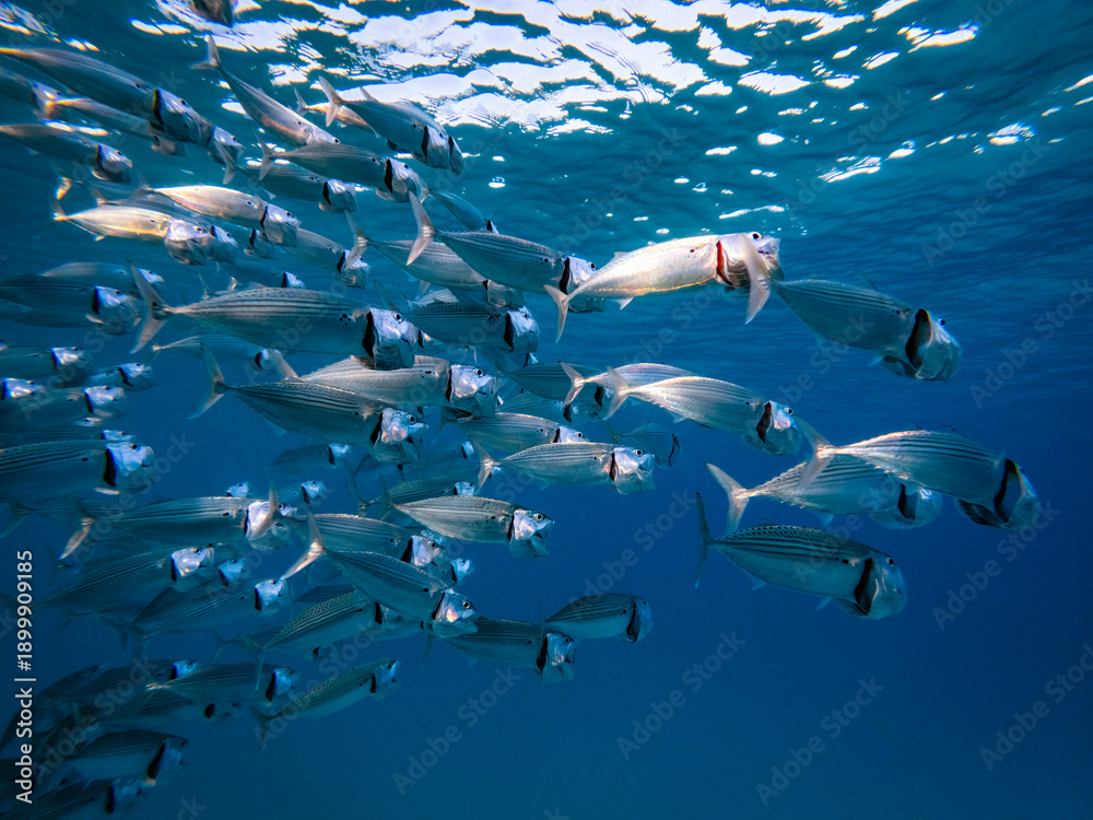 Obraz premium School of Indian mackerel above coral reef
