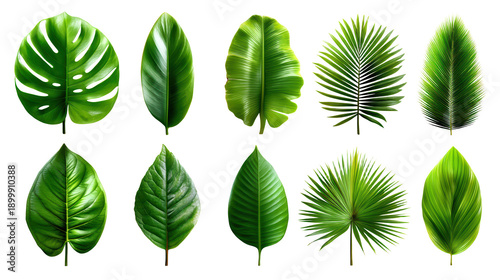 Tropical leaves set collection of lush green tropical leaves perfect for nature inspired designs and backgrounds