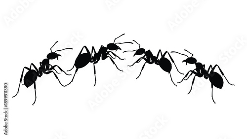 A group of ants walking in a line on a white background Vector