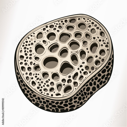 Close-up of porous bone tissue structure showcasing interconnected cavities and textured surface in a beige and tan color palette.