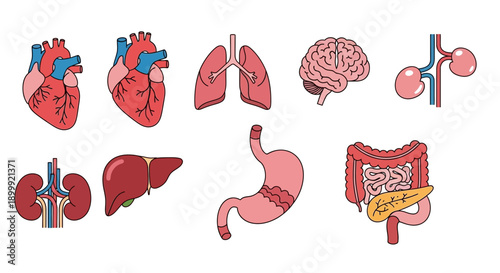 Human Anatomy Organs Collection: Heart, Lungs, Brain, Kidneys, Liver, Stomach, Intestines