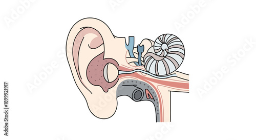 Human Ear Anatomy: Hearing Process Diagram