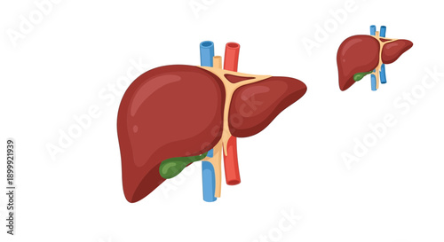 Human Liver Anatomy Illustration with Gallbladder and Blood Vessels