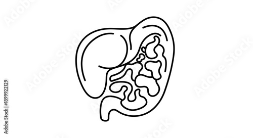 Human Liver Anatomy Outline Icon - Vector Illustration