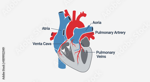 Anatomical Illustration of the Human Heart with Labels