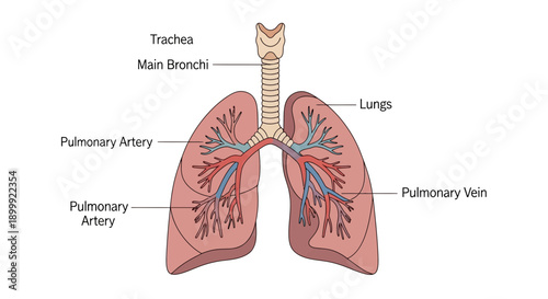 Human Respiratory System Anatomy Diagram: Lungs, Trachea, Bronchi, Arteries, Veins