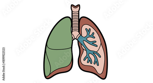 Human Lungs Anatomy Illustration