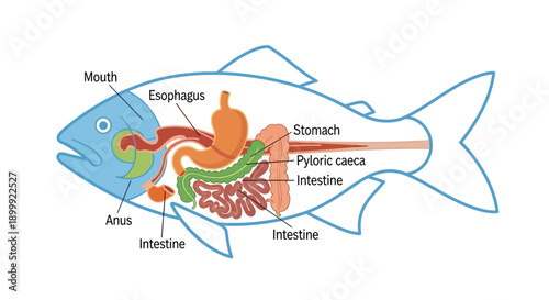 Fish Anatomy Diagram: Digestive System Explained