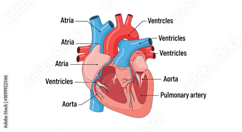 Human Heart Anatomy Diagram: Atria, Ventricles, Aorta, Pulmonary Artery