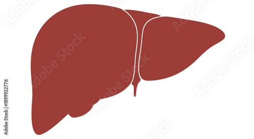 Human Liver Silhouette, Red Abstract Medical Organ Icon