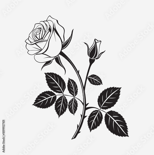 Rose Flower Vector Illustration