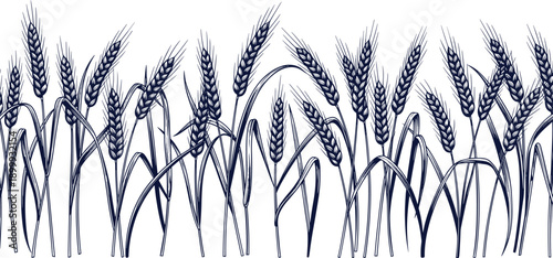 Hand drawn wheat field illustration with ripe barley ears vintage farm line art isolated on white background for design projects