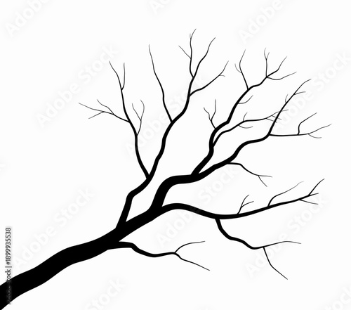 Bare tree branch with no leaves on white background