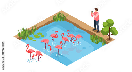 Isometric flamingos in pond with photographer observing nature scene