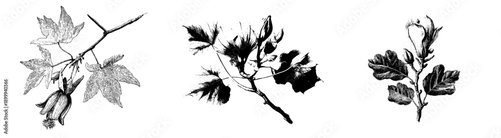 Fototapeta premium Vintage Herbarium Sketch of a Tulip Tree Leaf and Branch