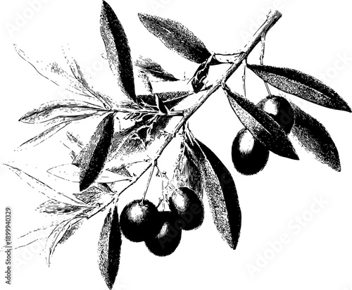Ancient Olive Branch - A Monochromatic Herbarium Sketch