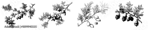 Timeless Juniper: A Vintage Herbarium Sketch of a Branch