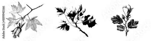 Vintage Herbarium Sketch of a Tulip Tree Leaf and Branch