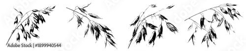 Elegant Antiquity: Vintage Herbarium Sketch of Wild Oats