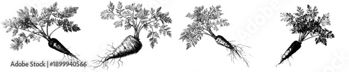 Vintage botanical illustration of a carrot plant