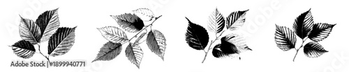 Elegant Herbarium: Vintage Elm Leaves in a Sketch Art