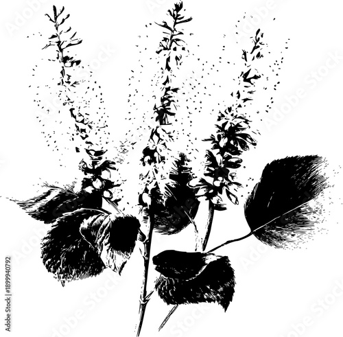 Elegant Botanical Illustration of Fothergilla