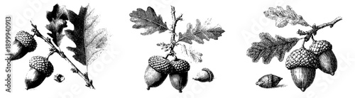 Vintage Herbarium Sketch of Oak Acorns and Leaves