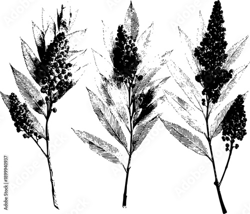 Timeless Whispers of the Wild - A Vintage Herbarium Sketch of Three Sumac Branches with Large Pinecones