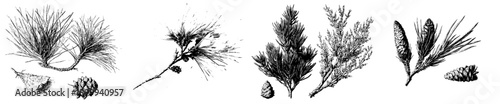 Vintage botanical illustration of pine cones and needles