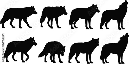 Wolf silhouette set with wild canine poses, forest predator wildlife animal illustration vector collection design
