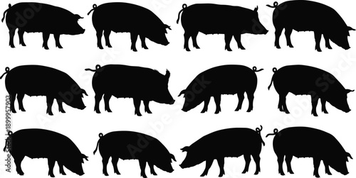 Pig silhouette set with farm animals walking poses, livestock agriculture nature illustration vector collection design