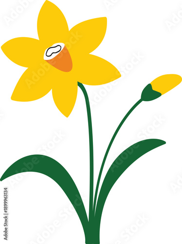Beautiful daffodil flower isolated. Flat illustration