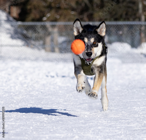 Canvas Print Dog chasing ball close up