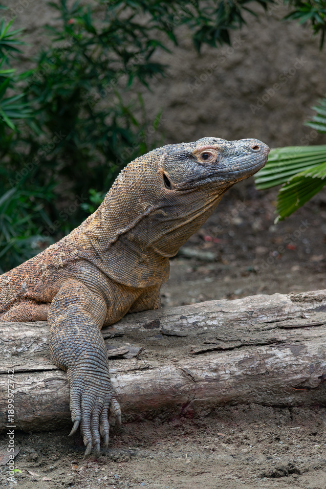 Fototapeta premium Komodo dragon resting on gound in tropical enclosure