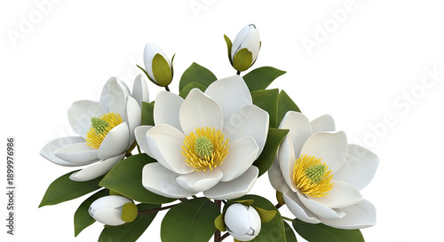White Magnolias with Buds and Green Leaves