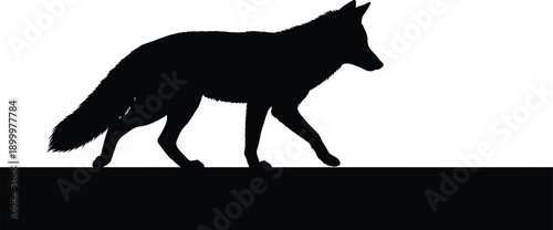 Majestic wolf silhouette walking against plain white background